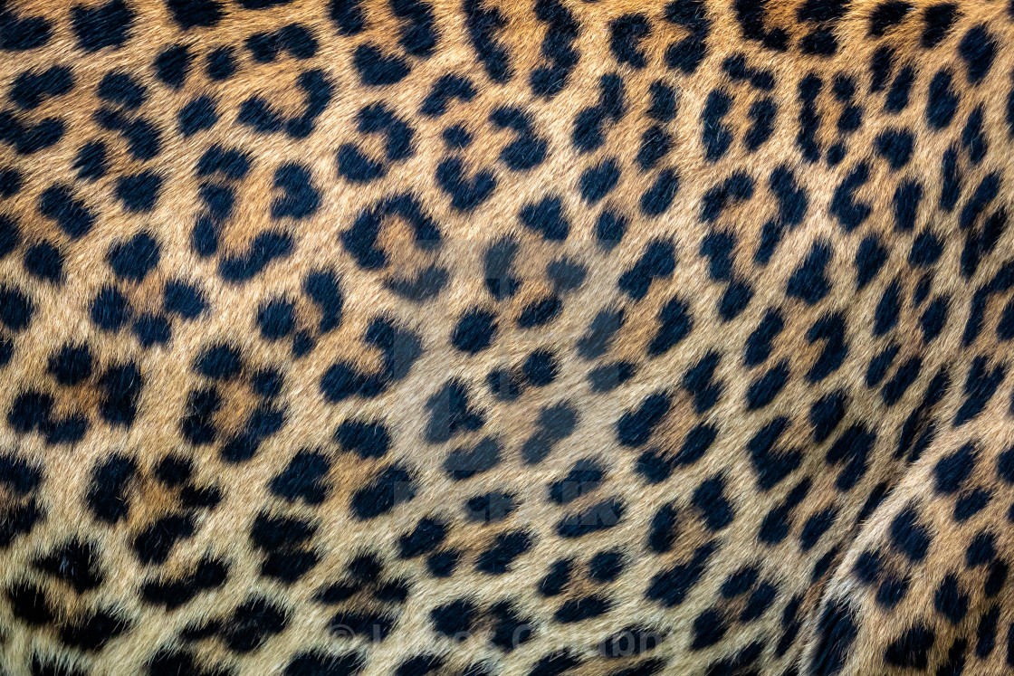 Leopard fur